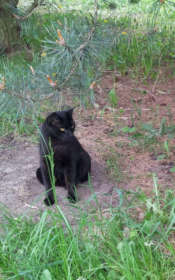 Appartamento Der Kleine Bauernhof Keine Arbeiter Zadnych Pracownikow Lubiatow  Esterno foto